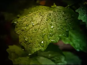 Mokry zielony liść