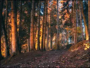 Rozświetlone drzewa na polanie w lesie