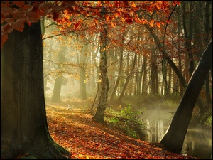 Jesień, Drzewa, Rzeka, Las, Przebijające światło
