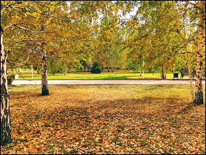 Opadłe liście pod jesiennymi drzewami w parku
