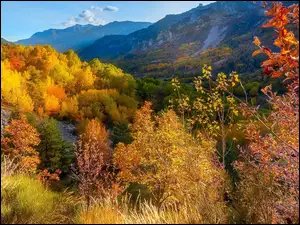 Przełęcz, Jesień, Kolorowe, Col de la Cayolle, Góry, Drzewa, Francja, Alpy