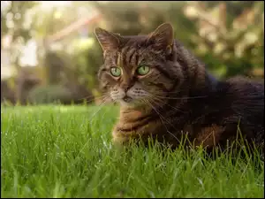 Leżący na trawie zielonooki bury kot