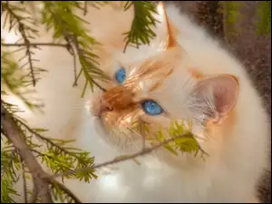 Niebieskooki kot pod iglastą gałązką
