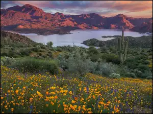 Stany Zjednoczone, Jezioro, Arizona, Kwiaty, Kaktusy, Bartlett Lake, Łąka, Góry, Roślinność