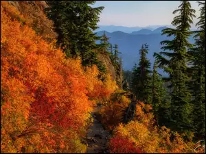 Drzewa, Ścieżka, Jesień, Góry, Roślinność