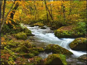 Potok płynący po omszonych kamieniach i pożółkłe drzewa w lesie jesienią