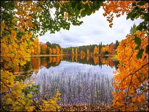 Szuwary, Jezioro, Jesień, Drzewa