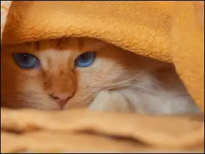 Rudawy błękitnooki kot pod kocem