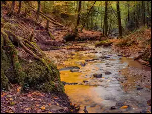 Rzeka w lesie Szwabsko-Frankońskim