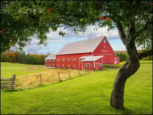 Jabłoń i czerwony dom na polu