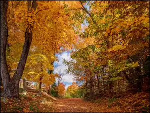 Kolorowa złota jesień w parku