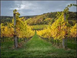 Winnice i zadrzewione wzgórza