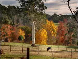 Pasący się koń na tle jesiennych drzew