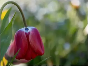Liście, Kwiat, Tulipan