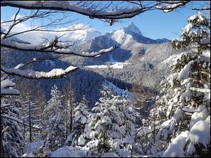 Ośnieżony drzewa w Tatrach