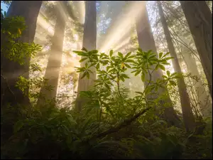 Kalifornia, Park Narodowy Redwood, Przebijające światło, Stany Zjednoczone, Paprocie, Sekwoje, Drzewa