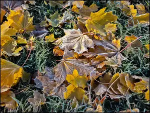 Oszronione pożółkłe liście klonu na trawie