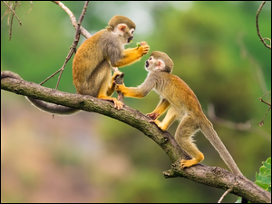Dwie małpki saimiri wiewiórcze na gałęzi