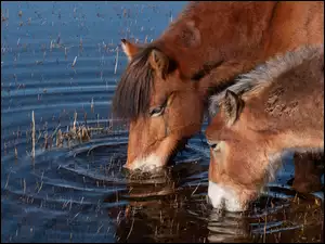 Konie pijące wodę z jeziora