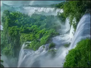 Argentyna, Wodospad Iguazu, Krzewy