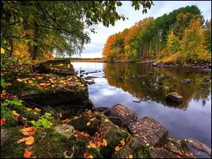 Jesień, Liście, Drzewa, Rzeka, Kamienie