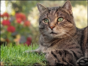 Bury zielonooki kot odpoczywający na trawie