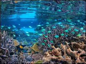 Rafa koralowa w lagunie Mayotte