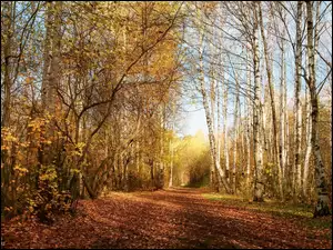Opadłe liście na drodze w lesie brzozowym
