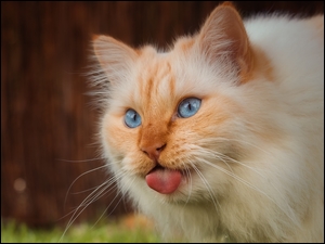 Błękitnooki kot z wystawionym jezykiem