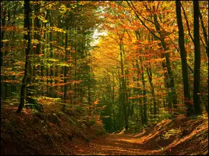 Las, Drzewa, Ścieżka, Jesień, Kolorowe