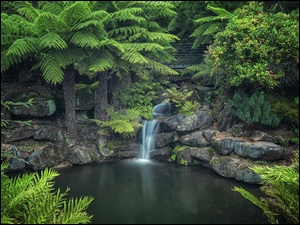 Skały, Rzeka, Drzewa, Australia, Rośliny, Park Narodowy Gór Błękitnych