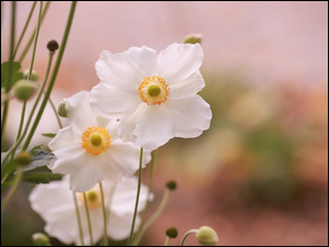 Kwiaty, Zawilce, Zbliżenie, Białe