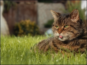 Bury kot z wystawionym językiem leżący na trawie
