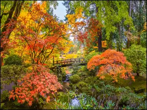 Mostek, Oregon, Kolorowa, Drzewa, Roślinność, Portland, Ogród japoński, Stany Zjednoczone, Jesień
