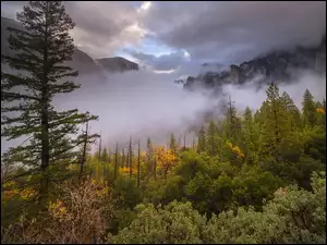 Mgła unosząca się nad Parkiem Narodowym Yosemite