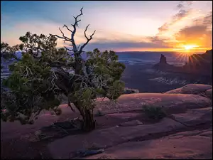 Wyżyna Kolorado, Monument Valley, Zachód słońca, Stany Zjednoczone, Drzewo, Skały, Dolina Pomników
