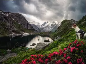 Jezioro, Góry, Kwiaty, Chmury, Pies, Różaneczniki