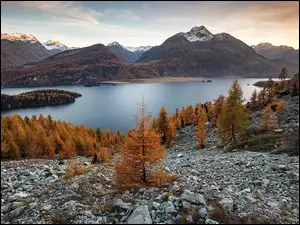 Las, Szwajcaria, Kamienie, Drzewa, Dolina Engadyna, Góry Alpi del Bernina, Jesień, Jezioro Silsersee