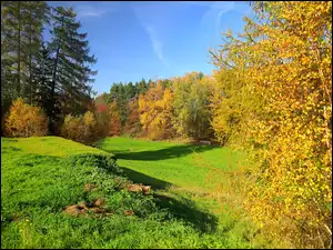 Las, Jesień, Polana, Dzień, Drzewa, Słoneczny
