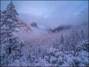Park Narodowy Yosemite, Zima, Drzewa, Kalifornia, Śnieg, Mgła, Stany Zjednoczone, Góry