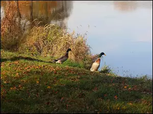 Dwie kaczki i pożółkła trawa nad jeziorem