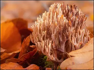 Grzyb koralowy w jesiennych liściach