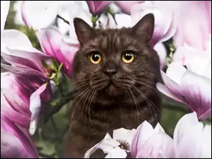 Magnolie, Kot, Kwiaty