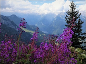 Alpy Berchtesgadeńskie, Drzewa, Niemcy, Góry, Berchtesgaden, Kwiaty, Fioletowe