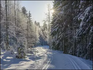 Ślady nart na drodze w zimowym lesie