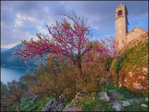 Kościół św Eustachiusza, Czarnogóra, Góry, Drzewo, Dobrota