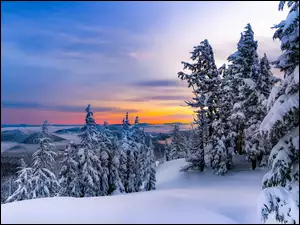 Las, Zima, Zaspy, Zachód słońca, Drzewa, Śnieg