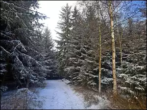 Zimowa sceneria w lesie