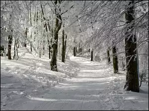 Udeptana ścieżka w zimowym lesie