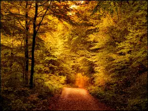 Las, Jesień, Pożółkłe, Droga, Drzewa, Liście